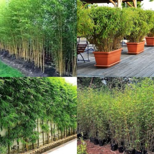 Image of Nutan Outdoor Bamboo Fencing Plant || 25 + plants || packet of 1 live