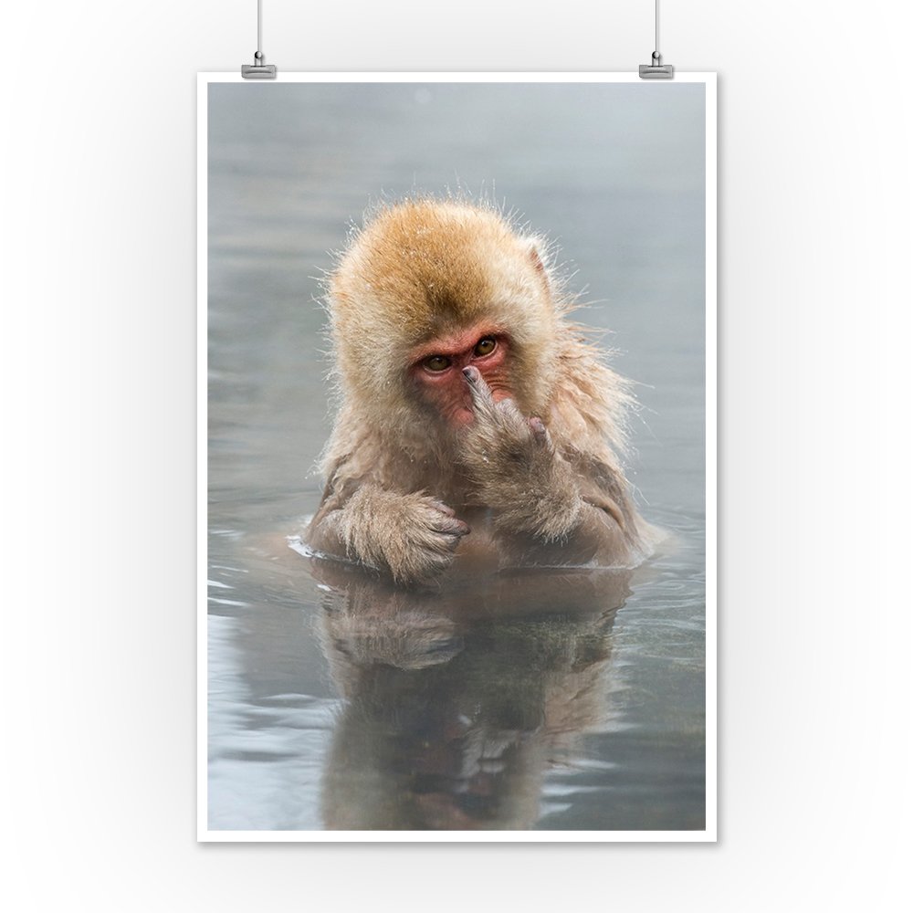 Amazon.co.jp: Japanese Macaque Monkey Showing Middle Finger 12 x