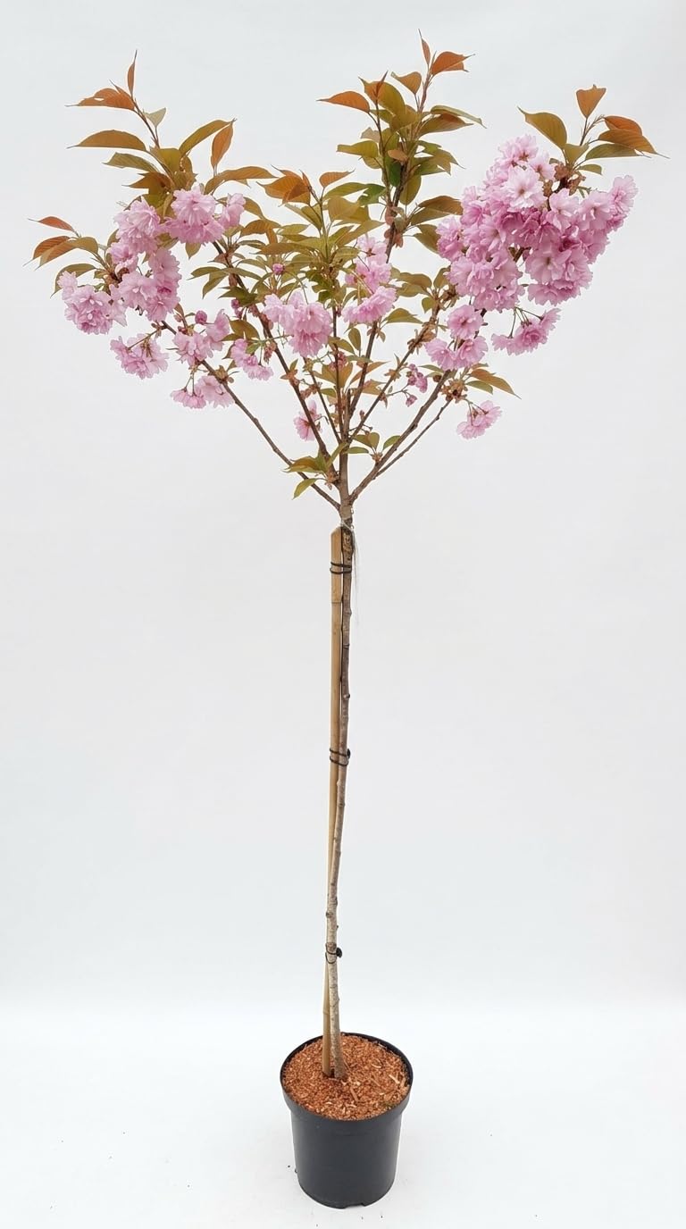 Prunus Serrulata Kanzan auf Stamm - Japanische Nelkenkirsche, Höhe: 180-190 cm, Stammhöhe: 120 cm