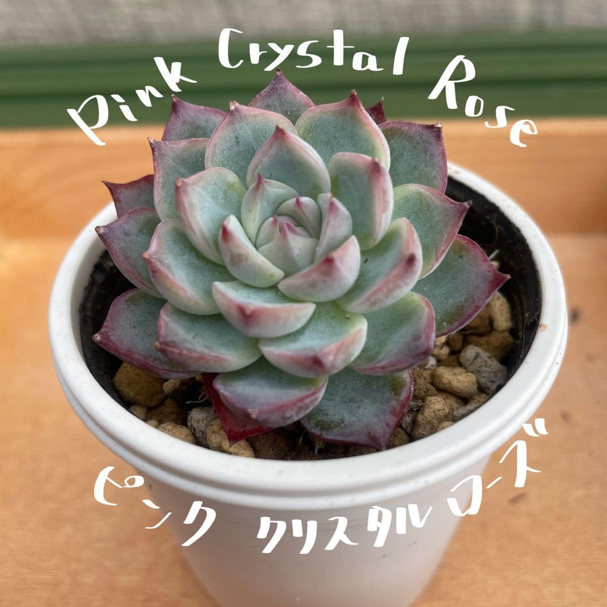 ピンククリスタルローズ錦　多肉植物　エケベリア ズッシリ Amazon.co.jp: 抜き苗'ピンククリスタルローズ' 多肉 エケベリア : DIY