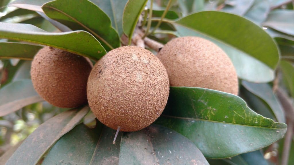 Nandini Garden Chiku Sapodilla Chikku Ciku Fruit Plant Chikku Manilkara Zapota Chikoo Grafted Live Plant 1.5 ft (B0CBS6KLDT) Amazon Price History, Amazon Price Tracker