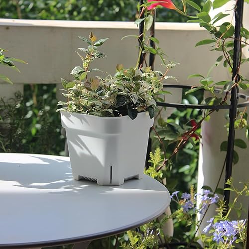 Miniatura 8 de BangQiao Paquete de 20 macetas de plástico blanco de 5.50 pulgadas para vivero y plántulas, contenedor cuadrado para plantas de iniciación para