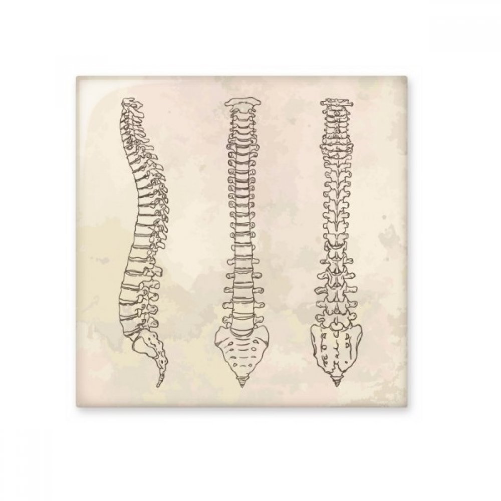 Spine carreaux de céramique décoratifs pour une salle de bain moderne