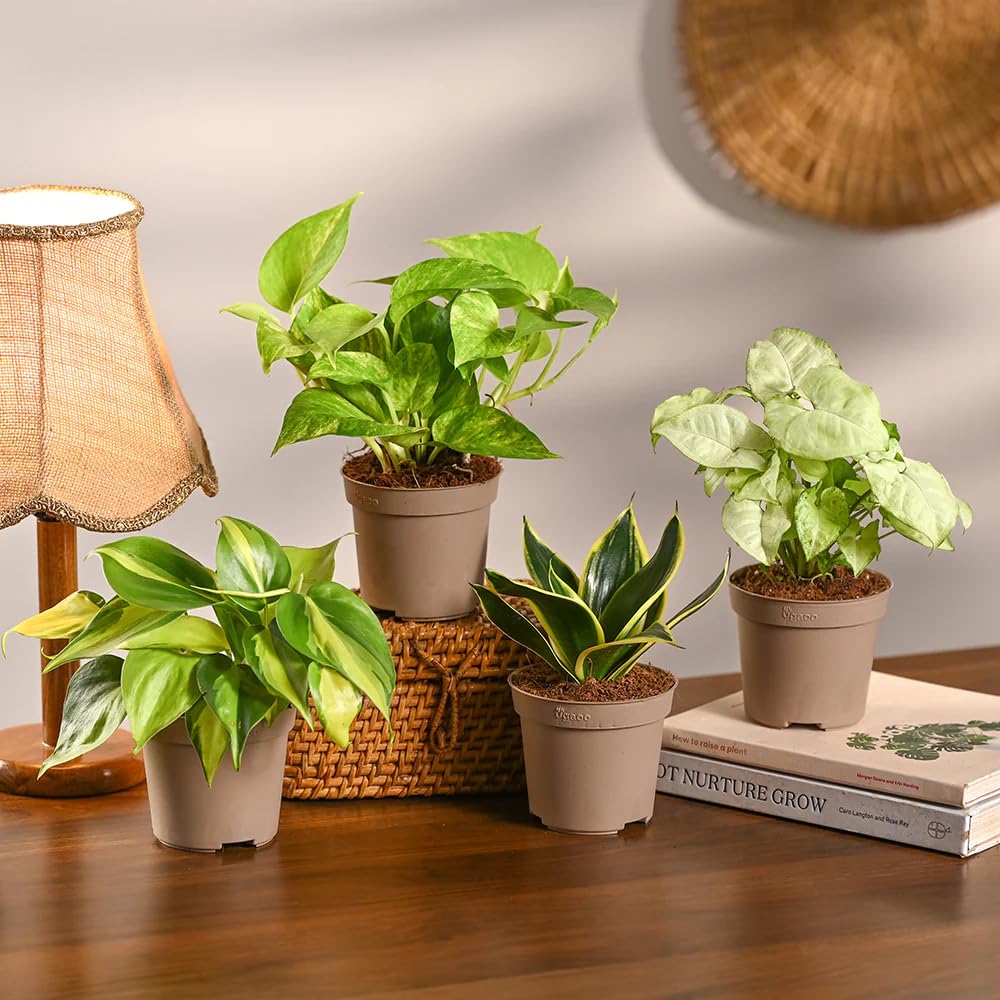 UGAOO Indoor Plants for Home Combo of 4 - Snake Plant, Money Plant, Philodendron & Syngonium | live plants with pots, indoor plants with pots for home-image-12
