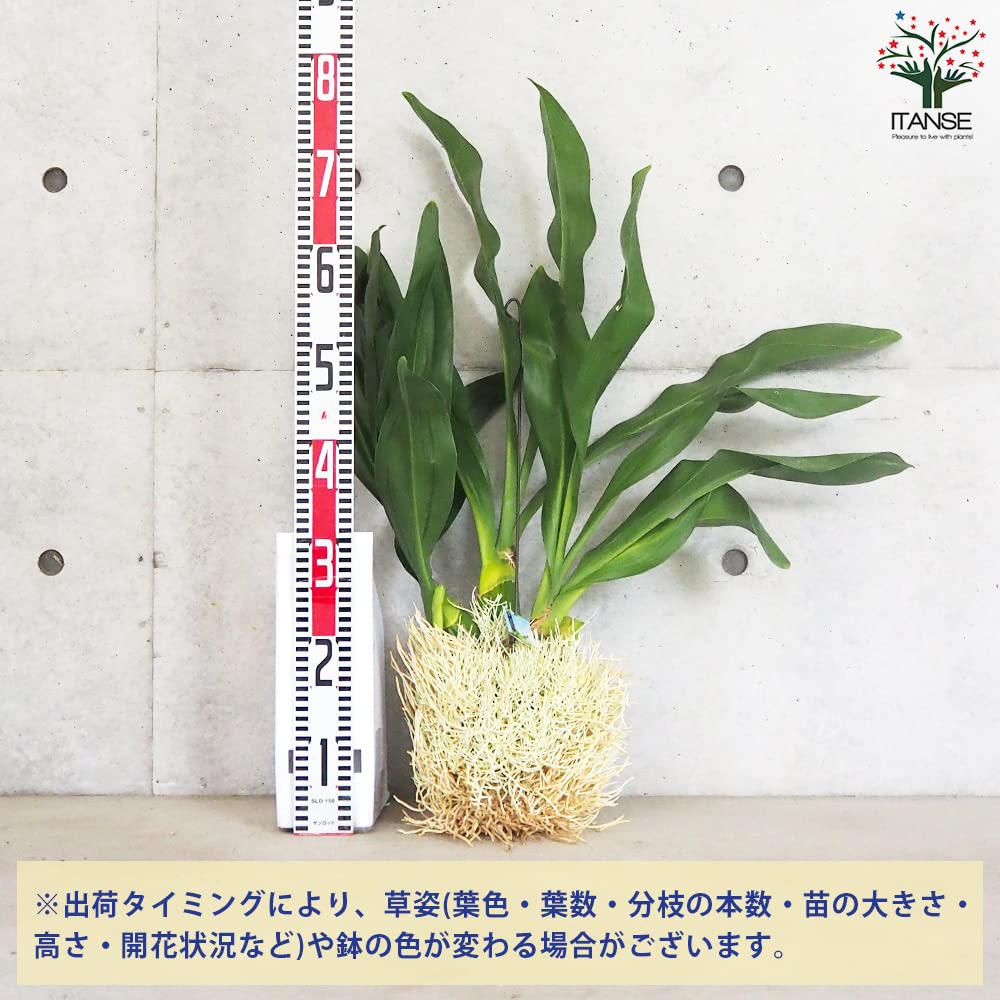 Amazon.co.jp: ITANSE グラマトフィラム スクリプタム ヒヒマヌ