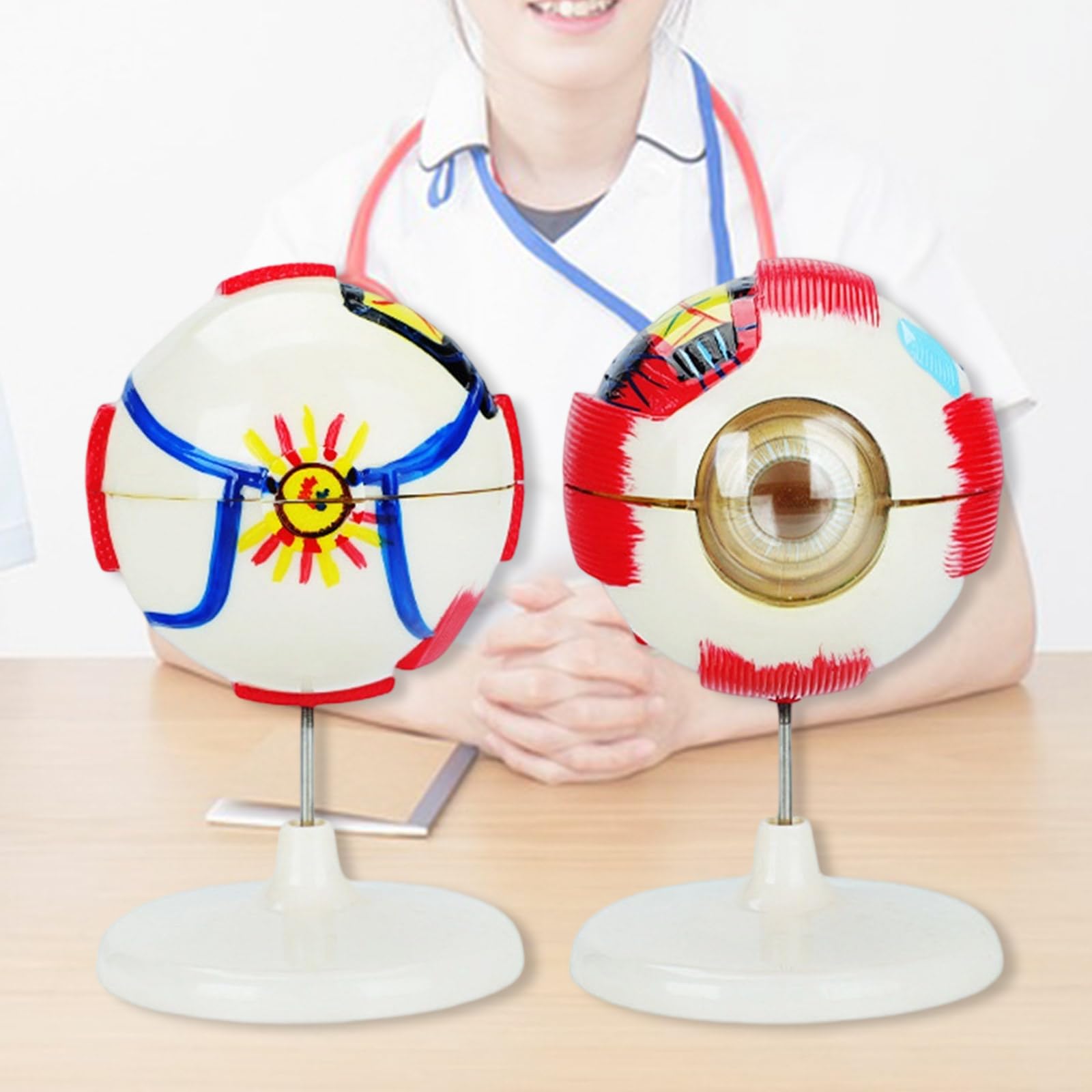 6 x modelo de anatomía humana ampliada desmontable de PVC anatómico ojo humano herramienta educativa para laboratorios de ciencia, enseñanza de PVC