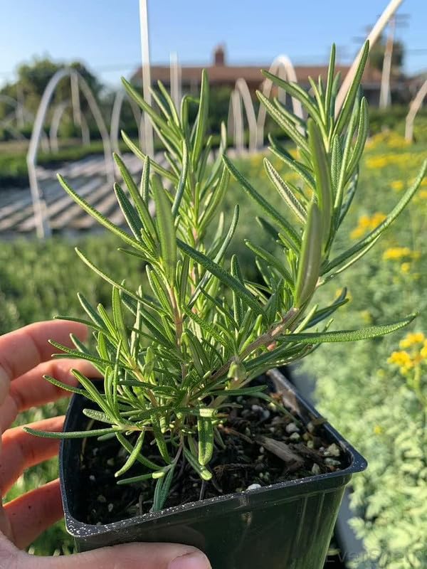 See full amazon price history chart for EverSneh Real Live Green Rosemary Plant (Rosmarinus Officinalis, Gulmehandi, Rujamari Exotic, Aromatic Outoor Garden Balcony With Black Nursery Pot EverSneh Real Live Green Rosemary Plant (Rosmarinus Officinalis, Gulmehandi, Rujamari Exotic, Aromatic Outoor Garden Balcony With Black Nursery Pot (B0CMNH5XBD) Amazon Price History, Amazon Price Tracker