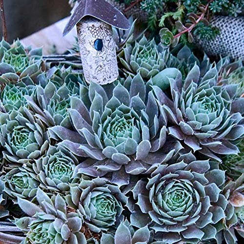 Sempervivum Pacific Blue Glaçon -Cold -3 a 9 Gallina Succulente E Pulcino