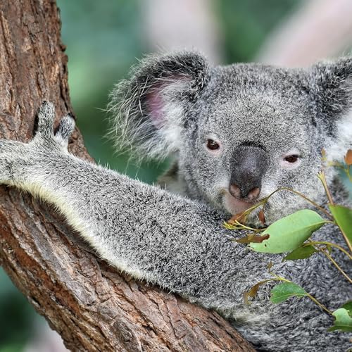 Claims local timber workers being left short changed in Great Koala National Park decision