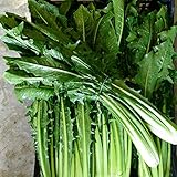 Semisauvage Permaculture