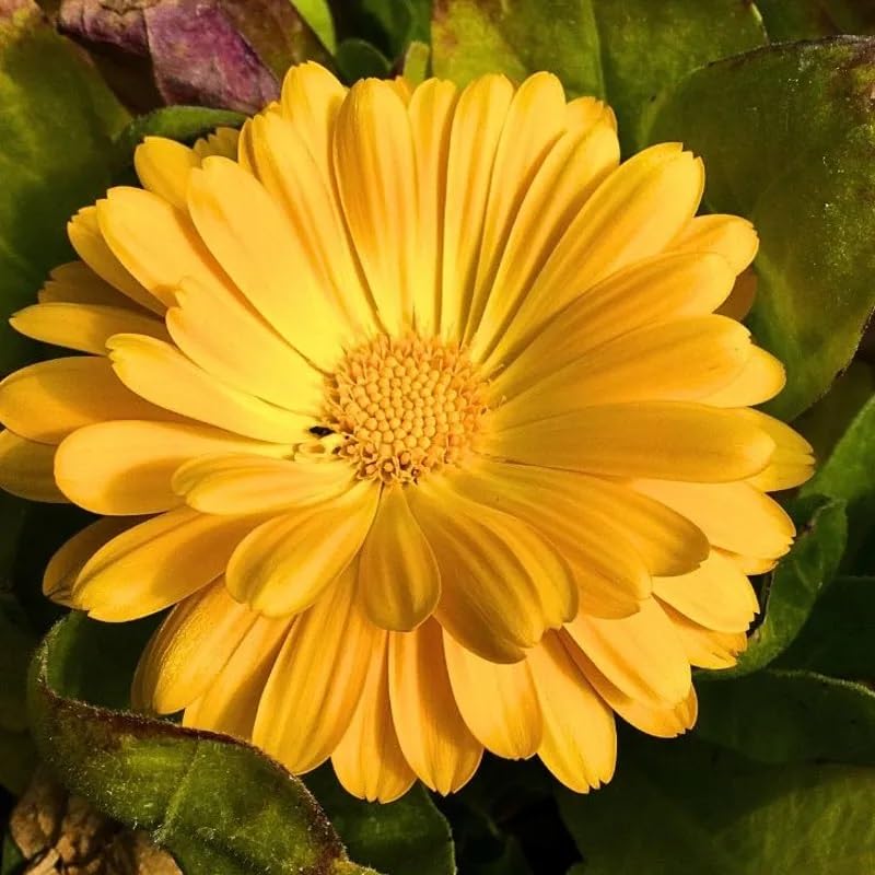 Image of Calendula Fiesta Gitana Flower Seeds Pack of 25 Plus Seeds Yellow Orange Double Petal Winter Seasonal Flower Seeds for Home Garden Balcony Pots Outdoor Gardening