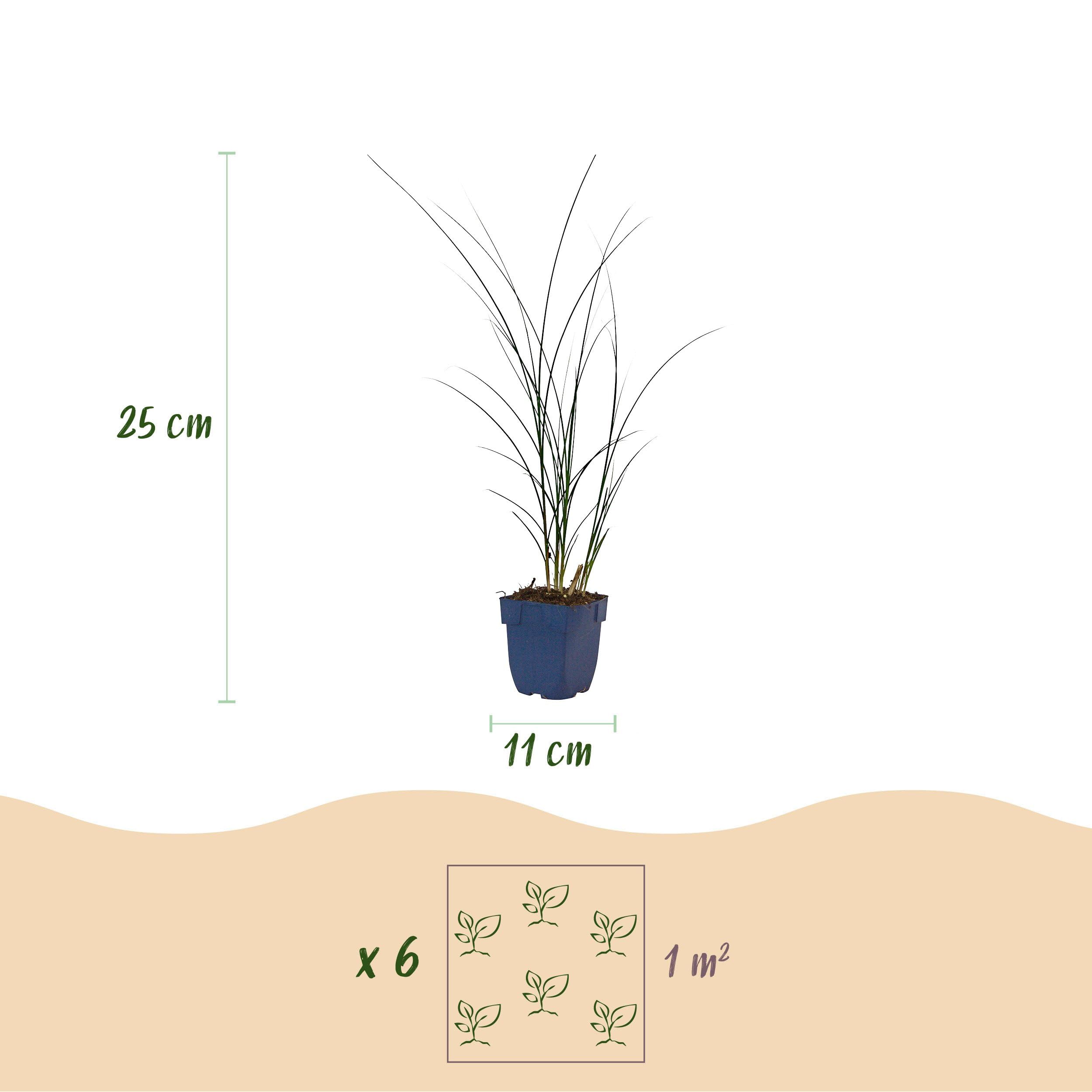 Miscanthus sin. Gracillimus – trawa pampusowa – z kłosami – zielona – 6 roślin - 15-25cm - Ø11cm - Roślina ogrodowa