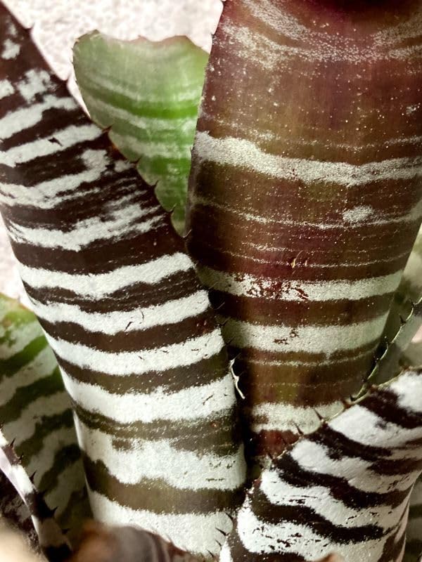 Amazon.co.jp: Frontier Plants現品エクメアチャンティニー