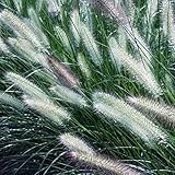 Van Zyverden Ornamental Grass Giant Fountain One 3.25" Dormant Potted Plant