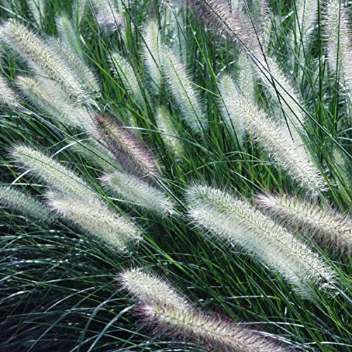 Van Zyverden Ornamental Grass Giant Fountain One 3.25" Dormant Potted Plant