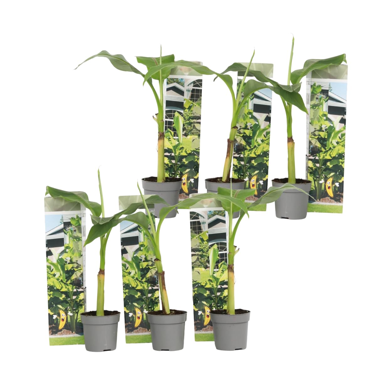 Musa Basjoo Bananier Rustique Plante Jardin Pot 9cm Hauteur 25-40cm Set de 6
