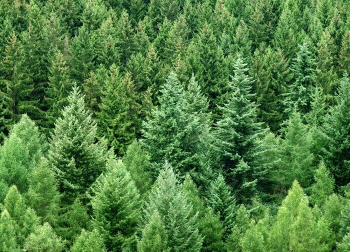 10st. Weißtanne 30-40cm im Topf Jungpflanzen – Abies alba | Heimische Forstpflanze & Nadelbaum | Robuste, immergrüne Tannen für Wald, Garten & Aufforstung