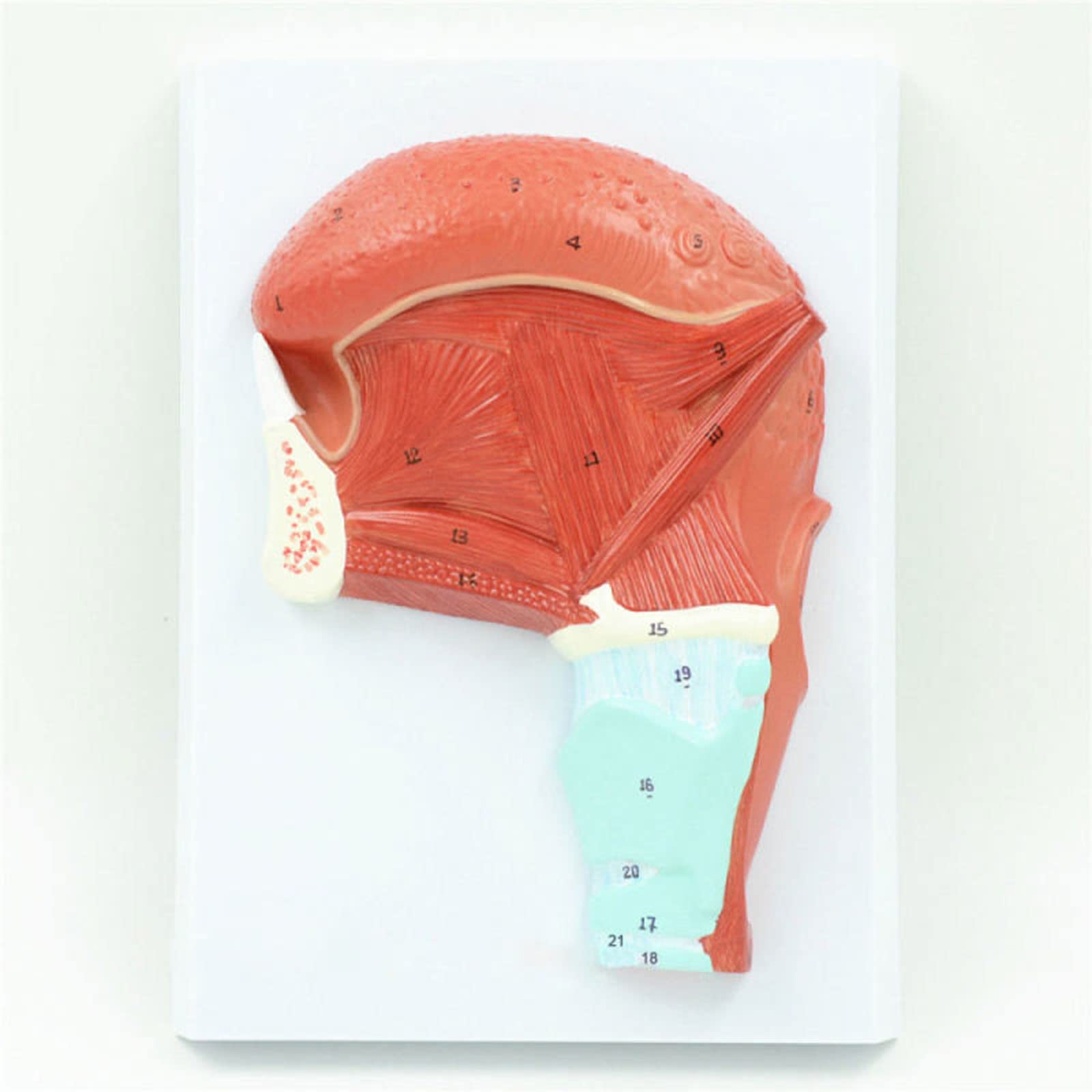 GTHTUHFD Study Model Oral Muscle Tongue Human Anatomy Model Human Oral Gland Muscles Model Medical Educational Tool Aid