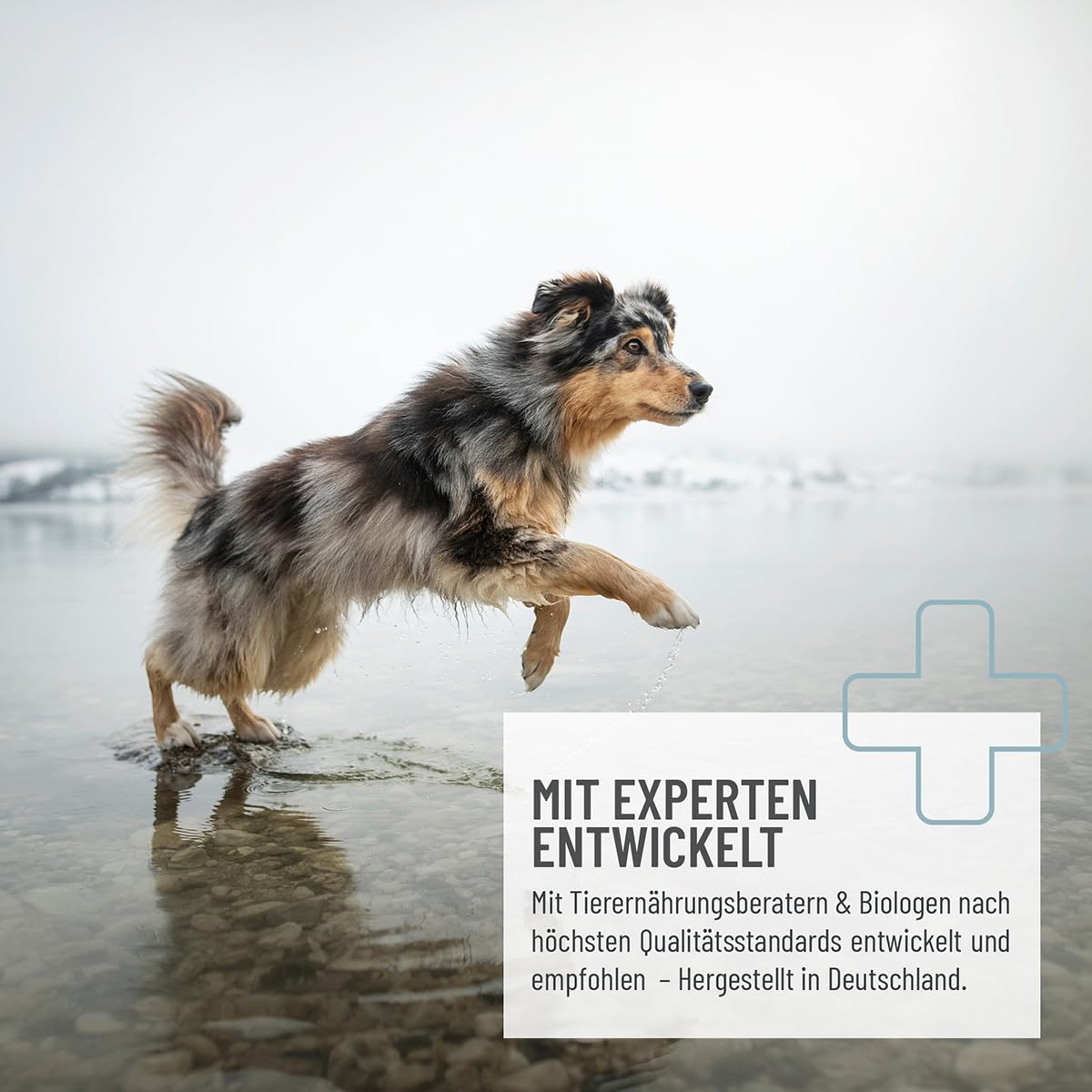 ReaVET Comprimés de chlorella pour Chiens 500 pièces - Haute Dose de qualité Alimentaire, Les microalgues soutiennent la Peau et Le Pelage
