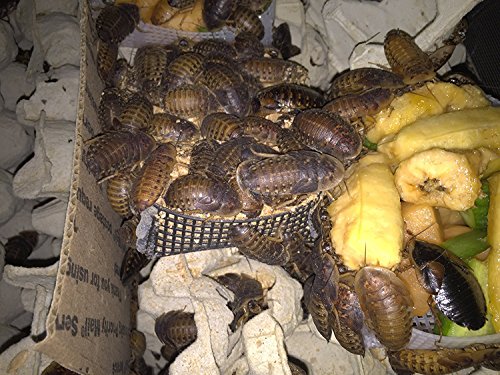 Badassbugs 1Lb Premium Dubia Roach & Cricket Chow #TOP5