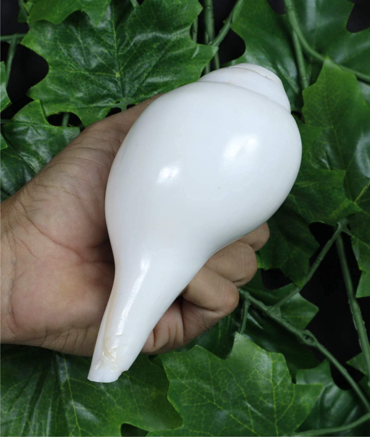 ASHIRWAD Blowing Shankh Vamavarti Dattatreya - Conch Shell - Puja Ritual - Plain Shankh - Shankhnaad (Shankh-14)