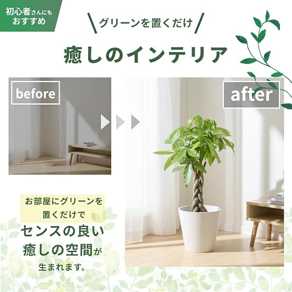 whenua パキラ 観葉植物 7号 本物 編み込み樹形 インテリア おしゃれ 大型 大きい 初心者でも育てやすい 開店祝い 新築祝い 母の日 (パキラ(バスケットセット)) - 3