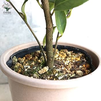 赤いツバキの観葉植物 約30cm 椿園オンラインショップ / 婆の木・ばあのき