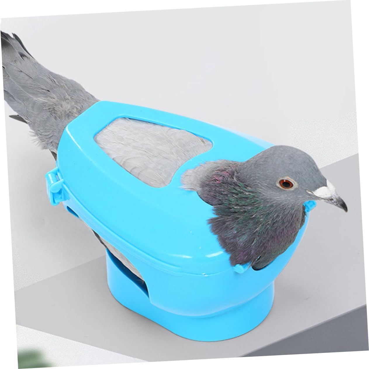 Garneck 6pcs Racing Fixed Pigeon Holder Pigeon Feeding Holder Injection Fixed Frame Bird Supplies