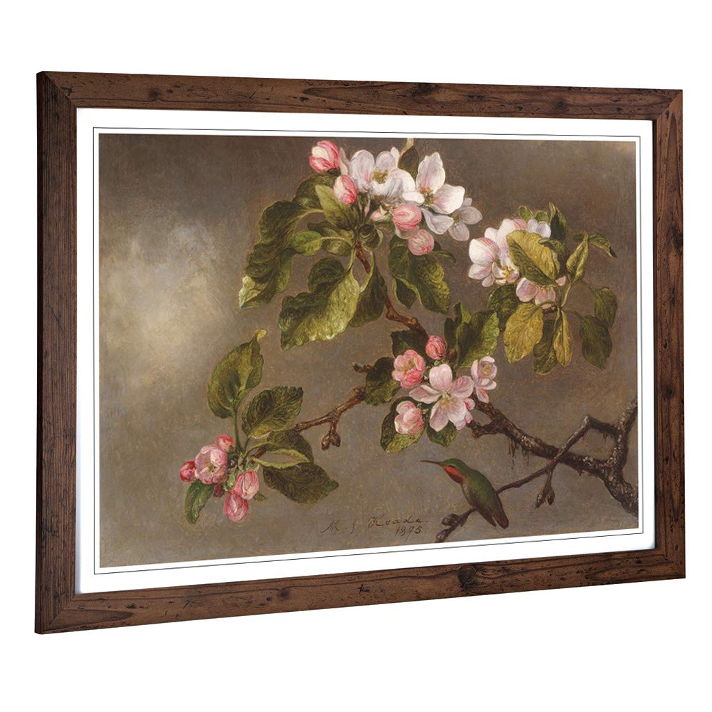 Big Box Art Framed Print of Martin Johnson Heade Apple Blossom Design | Wall Art Picture | Home Decor for Kitchen, Living Room, Bedroom, Hallway, Walnut, A2 / 24.5x18 Inch / 62x45cm
