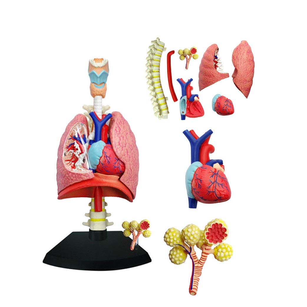 DBSCD Lung Model - 4D Vision Human And Lung Anatomical Model - 27 Detachable Parts Teaching Model 3D Puzzle Assembling Toy -For