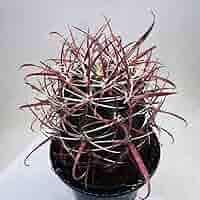 Yoshihiro Fukaki サボテン フェロカクタス 神仙玉B 楽天市場】サボテン：フェロカクタス 神仙玉*幅12cm 現品