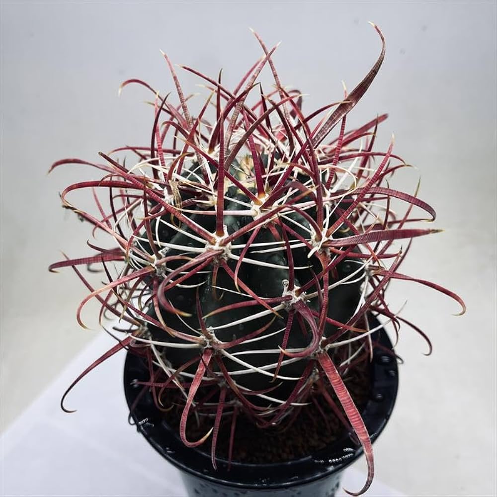Amazon｜サボテン：フェロカクタス 神仙玉*幅9cm【現品をお