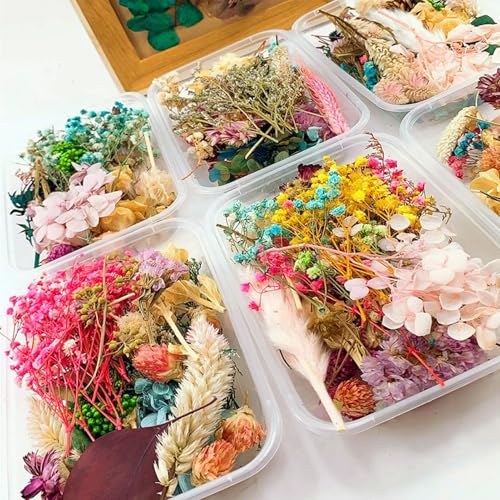 Flores secas surtidas para manualidades y decoración miniatura 6