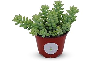4" Pot Donkey Tail Succulent Plants Live - Sedum Morganianum Hybrid
