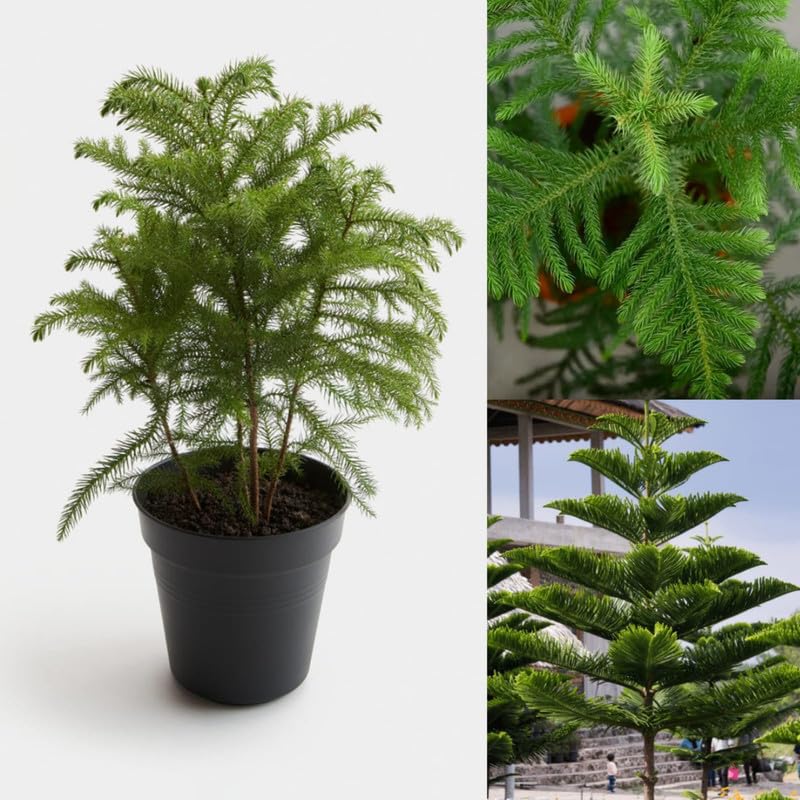 Beautiful Araucaria Plant (Norfolk Island Pine) Indoor/Outdoor Decor Christmas Tree - Live Plant (Pack of 1 Live Plant With Pot)-image-40