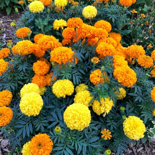Image of African Marigold KS2628 - Semi Tall (60-75 cm) | Professional Nursery & Commercial Grade Flower Seeds | Bulk Packs for Farmers & Growers (Mix, 25 Gm)