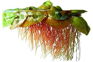 Live Aqua Greens 30+ Red Root Floater Aquarium Plants