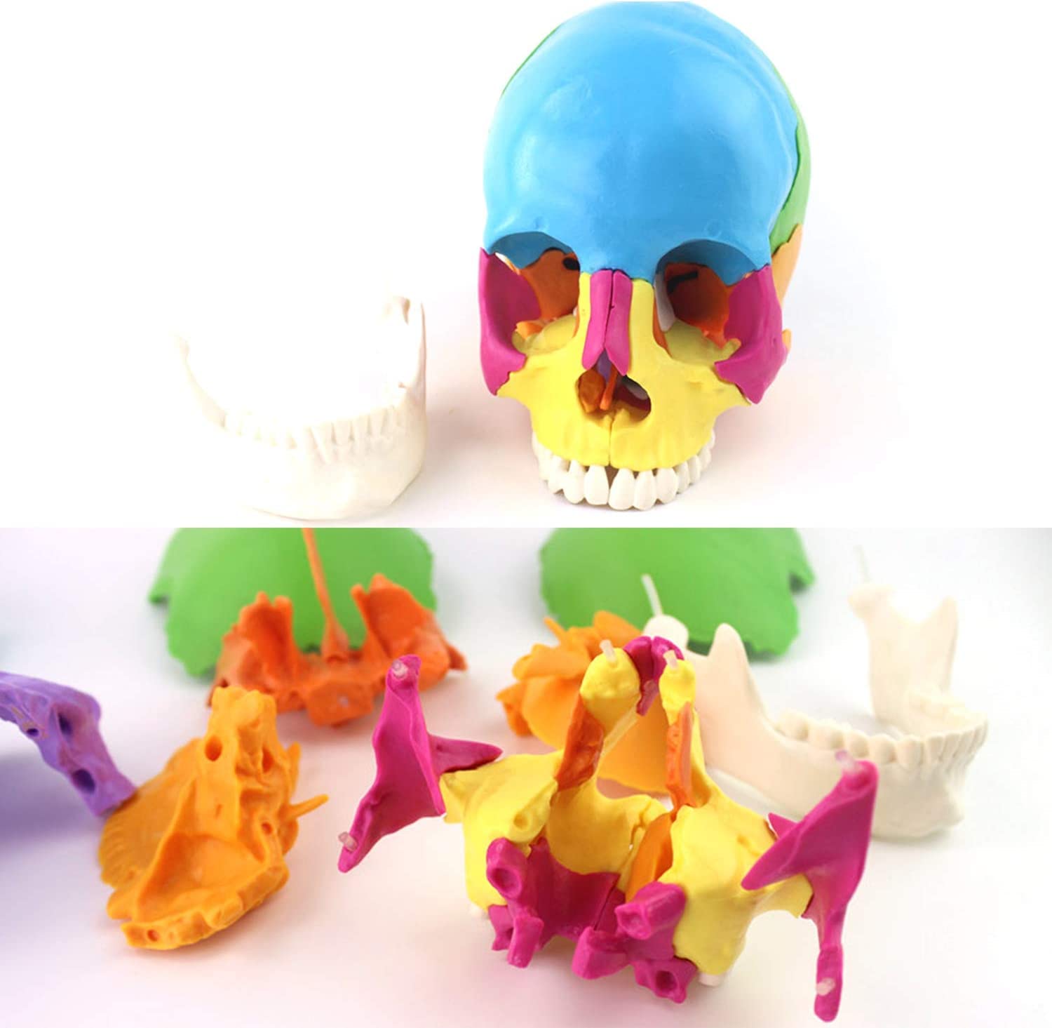 Cranio Modell 1: 1 Farbiges Menschliches Schädelmodell, Anatomisch, In 22 Teile Zerlegbar, Für Schulungszwecke Oder Als Dekoration Für Halloween-Partys.