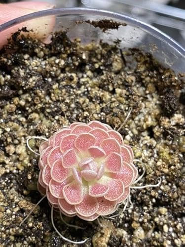 Generic New Fresh 10pcs butterworth Plant Seeds Generic New Fresh 10pcs butterworth Plant Seeds