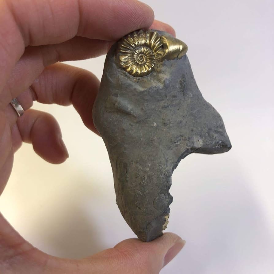 パイライトアンモナイト 標本ケース付き 楽天市場】アンモナイト パイライトの通販