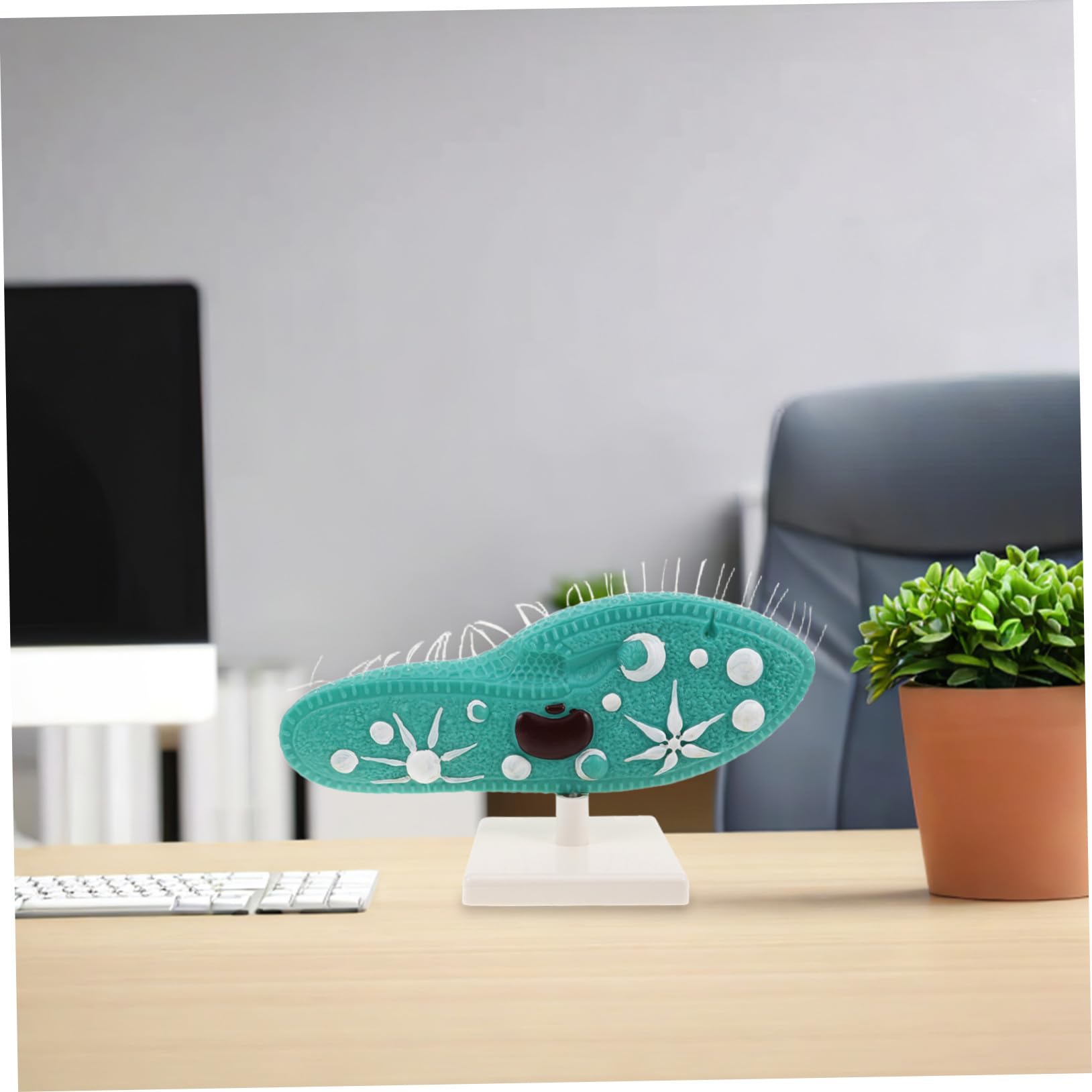HANABASS Modell Detaillierte Pantoffeltierchen aus Ständer Anatomisches PVC Naturwissenschaftliches Bildungsmodell Cilien Stabiles Standfuß für Mittelstufen Biologie für Unterricht