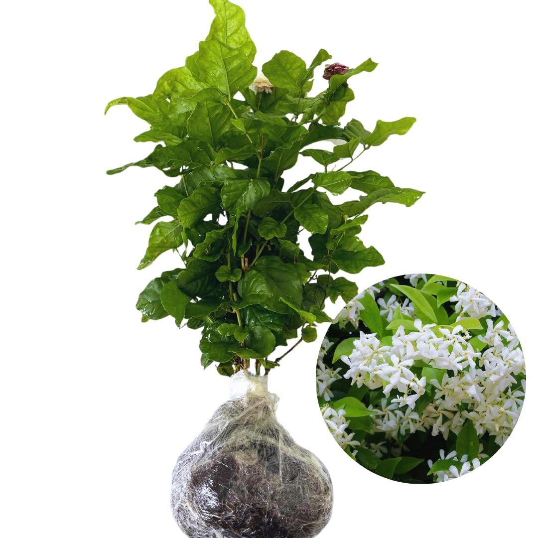 Amazon.com : 2 Star Jasmine Live Plants, Blooming Jasmine