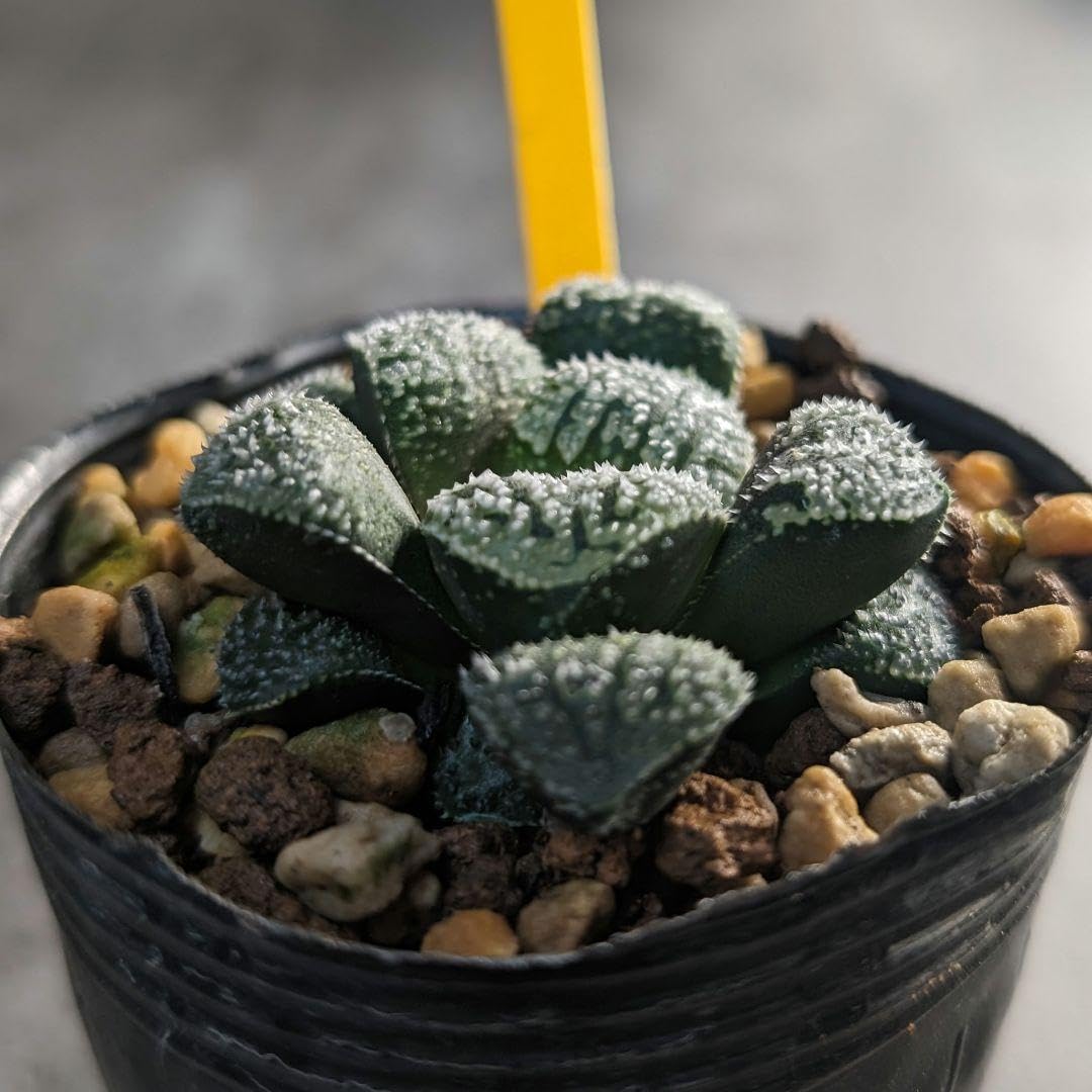 Amazon｜多肉植物 ハオルチア モルドール｜観葉植物 オンライン通販