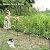 Metal Garden Fence 28 in x 11.7 ft, Dog Fence Outdoor for Yard