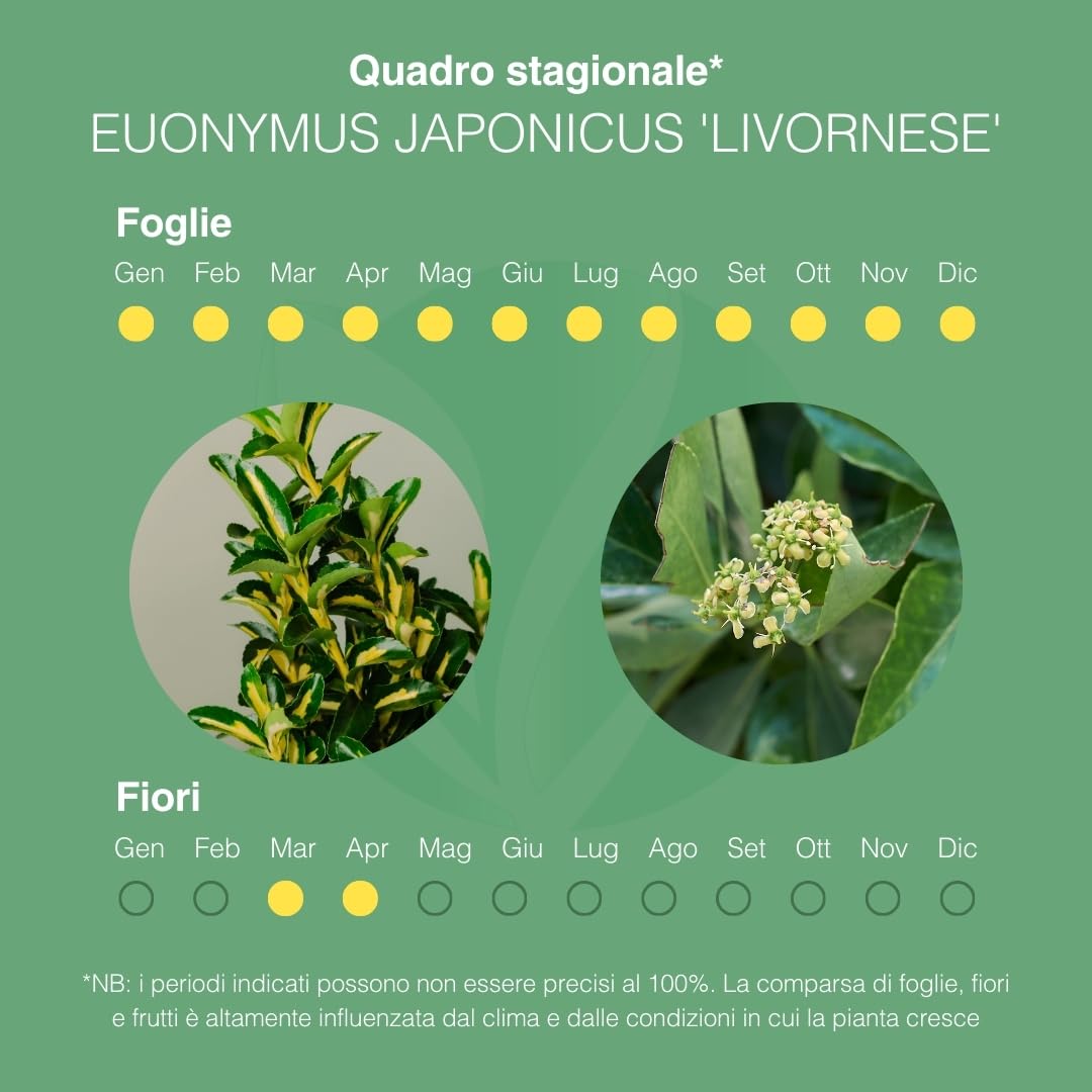 EUONYMUS JAPONICUS Arbusto sempreverde da esterno, vaso da 19 cm. Piante vere da giardino e terrazzo con foglie variegate. 6 mesi di concimazione inclusi. Idea regalo pianta da esterno (Kathy).