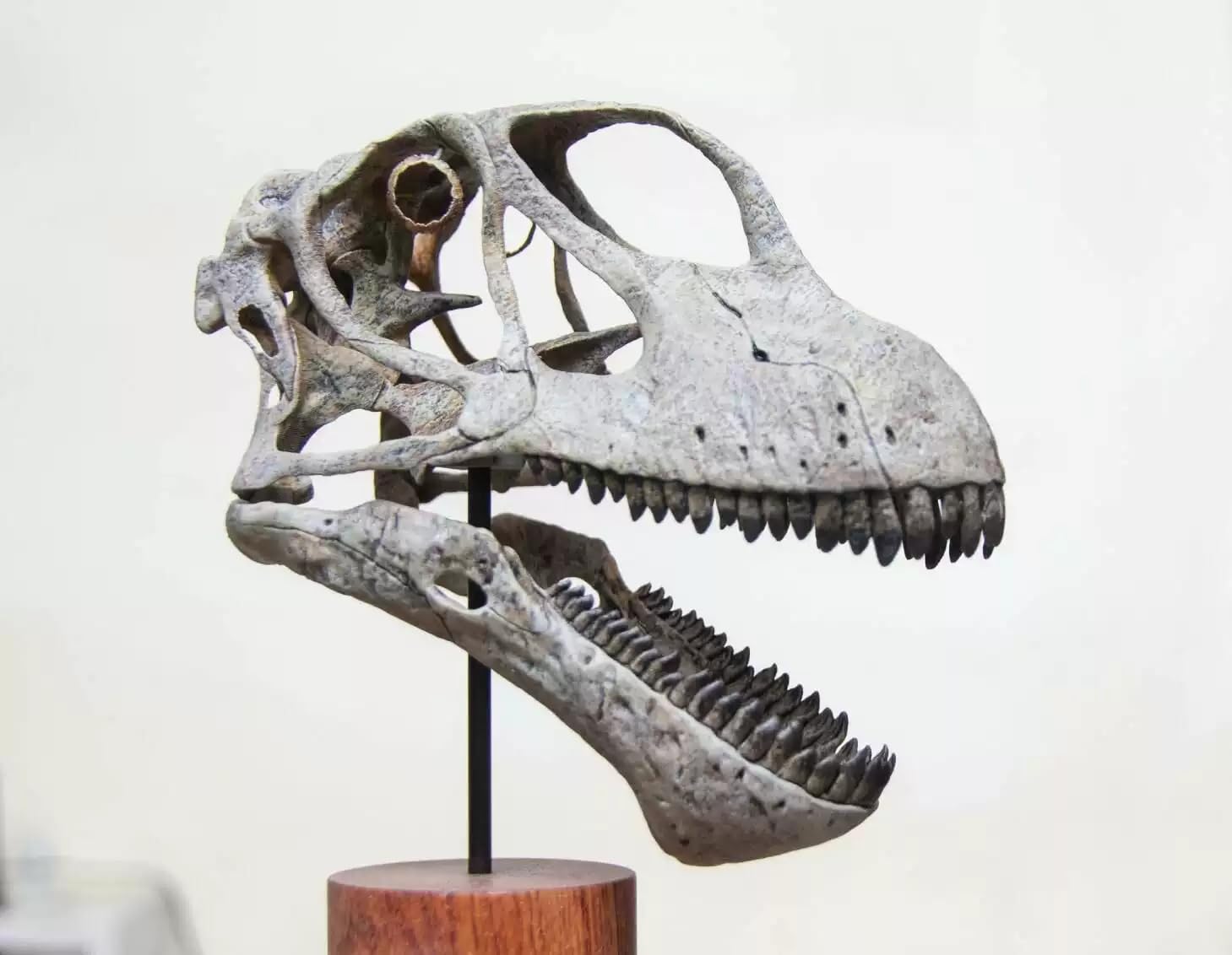 木彫 恐竜 ユウティラヌス 頭骨模型 11cm 木彫 恐竜 ユウティラヌス