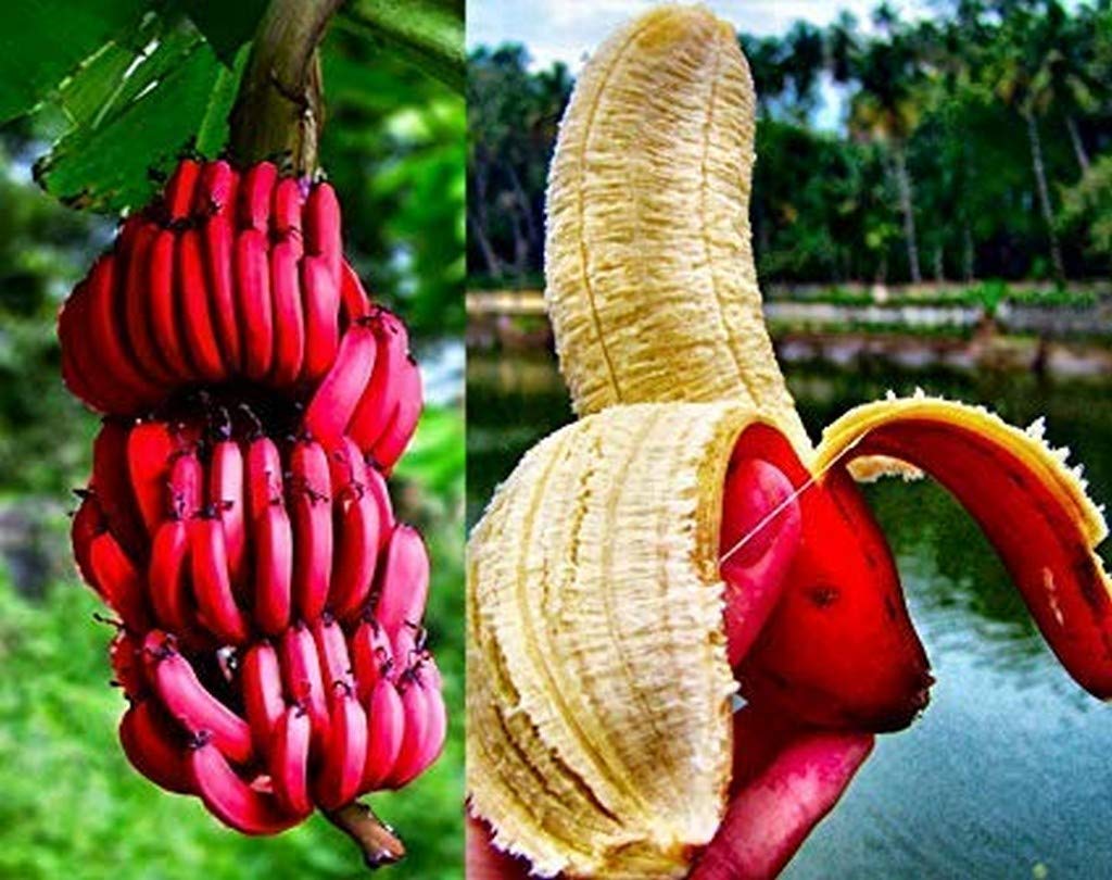 See full amazon price history chart for Creative Farmer Live Plant Gardens Rare Dwarf Tissue Culture Red Banana Musa Acuminata Red Dacca Evergreen Tree (1 Healthy Live Sweet Tissue Culture Fruit Plant) Creative Farmer Live Plant Gardens Rare Dwarf Tissue Culture Red Banana Musa Acuminata Red Dacca Evergreen Tree (1 Healthy Live Sweet Tissue Culture Fruit Plant) (B08Q8M1G3X) Amazon Price History, Amazon Price Tracker