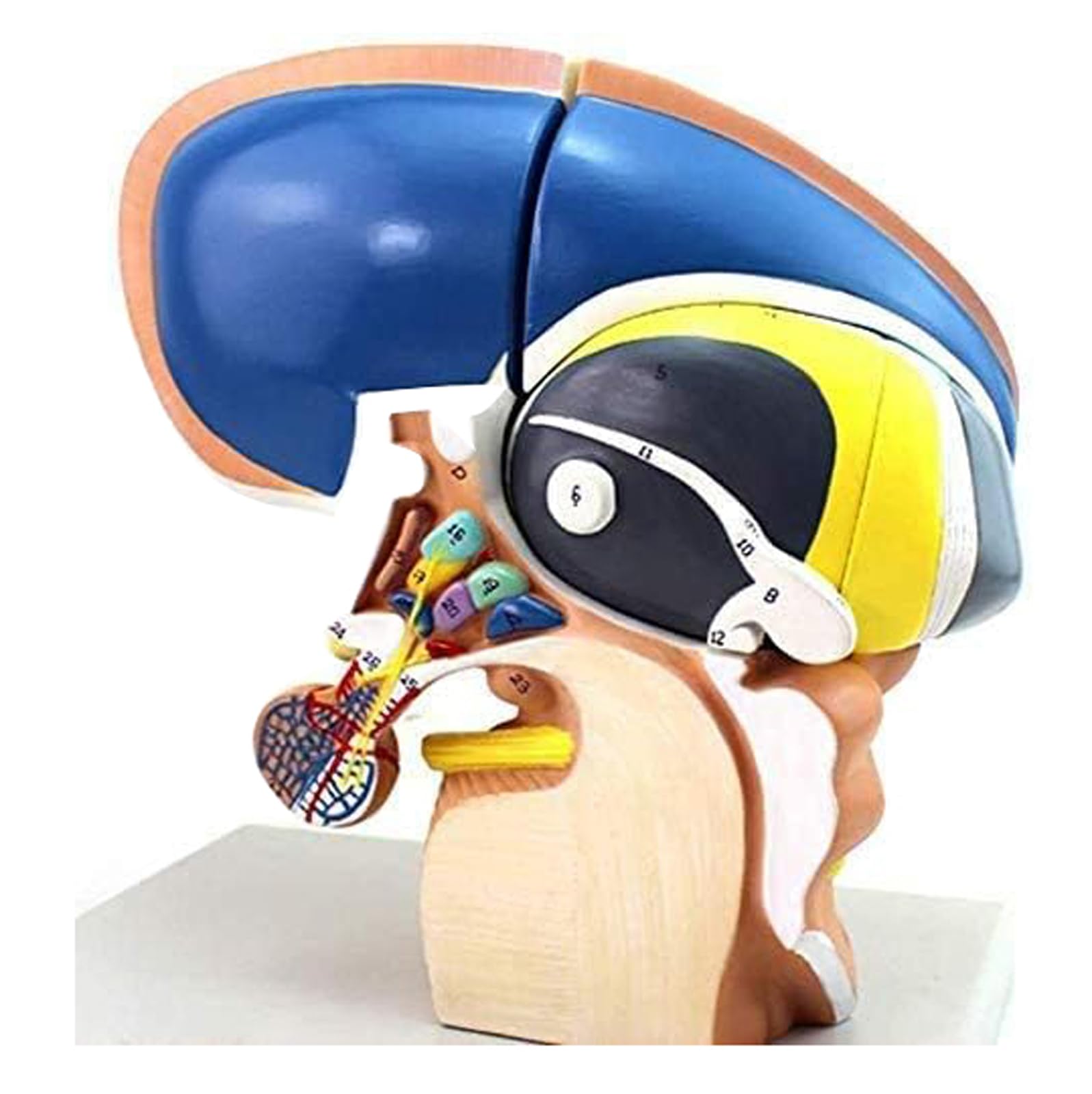 des Scientifiques Modélisent L'Anatomie Humaine – Modèle Anatomique du Cerveau : Le Thalamus – Modèle Médical en Trois Parties, Anatomie Cérébrale Scientifique Intuitive