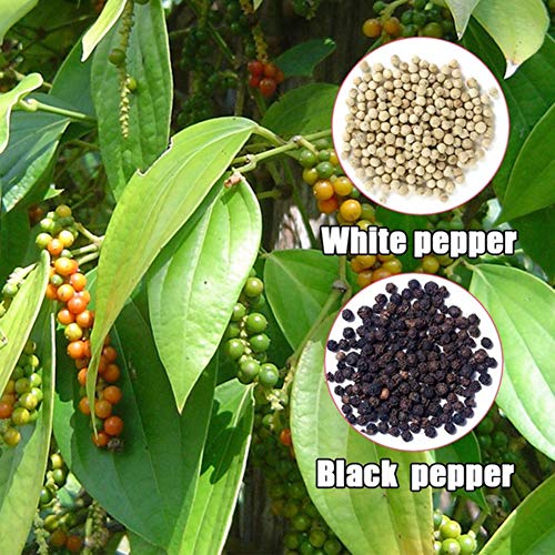 Pepper Seeds,30Pcs Pepper Seeds Spice Seasoning Cash Crop Garden Field Farm Plantation Plant - White Pepper Seeds