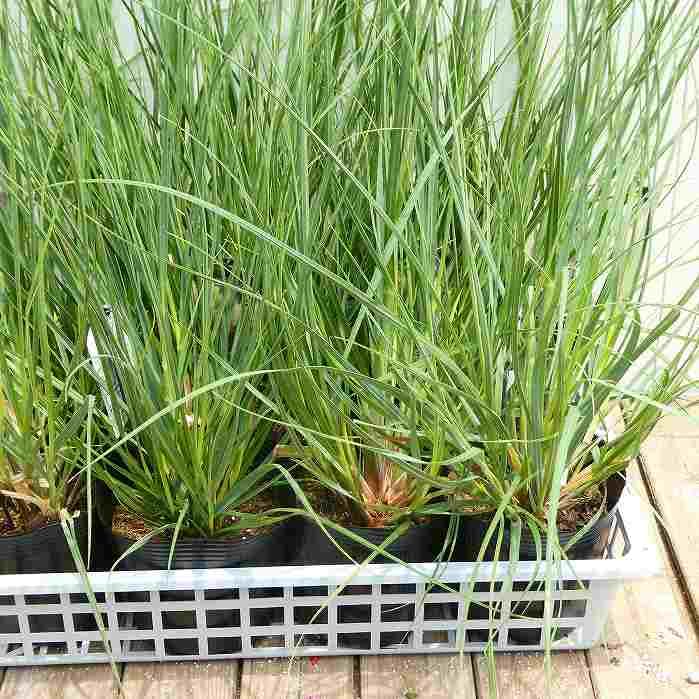 Amazon.co.jp: 矮性パンパスグラス 苗 タイニーパンパ 5号